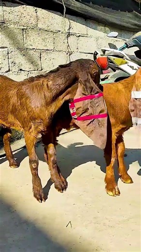 Raising Sheep with Care and Patience