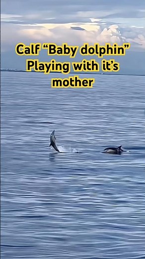 Baby Dolphin Learns to Jump With Mom