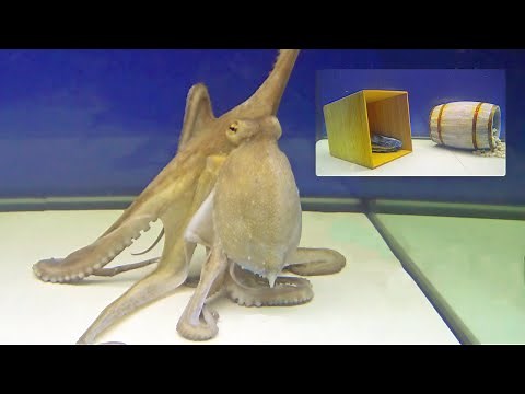 Octopus With a Big Dilemma - Behavior Observation Test