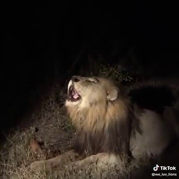 Oh that beautiful Roar! The legendary Hairy Belly Matimba 💪 The era of the legends!