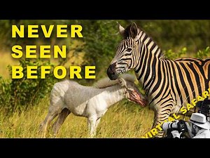 Albino Zebra Foal, Tiny Leopard Cubs and Enormous Male Lions | Virtual Safari #316
