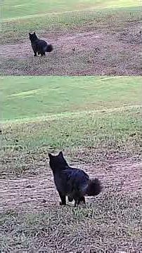 10 18 2025 Morning Trail Cam Visitors Deer & Cats at the Homestead #naturerelaxing
