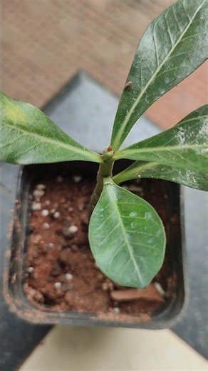 Adenium cuttings#gardening #plants #flowers #adenium #propogation #potting