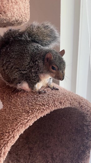 Thumbelina's Birthday Bath Party - Cute Squirrel Celebrates with Cupcakes