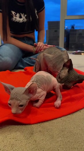 Meet Fanny Flaps 😌