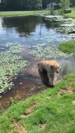 Dog drinks water from the lake by mistake