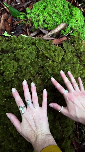 Exploring Nature's Beauty: Moss, Streams, and Forests