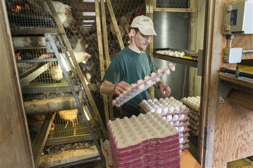 Les poussins mâles éliminés dans l'œuf dès 2025 pour éviter de les tuer à la naissance | RTS