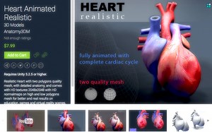 HEART REALISTIC - cardiac cycle animation