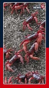 WATCH: Millions Of Red Crabs Begin Their Annual Migration From Forests To The Sea | N18S