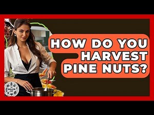 How Do You Harvest Pine Nuts? - The Skillful Chef