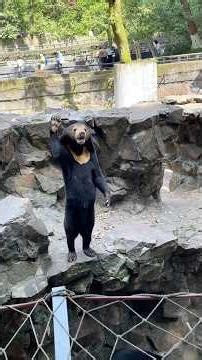 Funny moments at the zoo