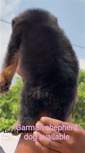 Garman shepherd Long Cort male female available 🐕