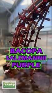 Wanna see a RAD PURPLE BACOPA? Check out Bacopa Salzmannii Purple! This is a SUPER PURPLE plant that we have available for sale! Grab yourself some of this WOW plant while we have it in stock! Shop Now! TANK ON! 👇👇👇 https://dustinsfishtanks.com/products/bacopa-salzmannii-purple | Dustin's Fishtanks