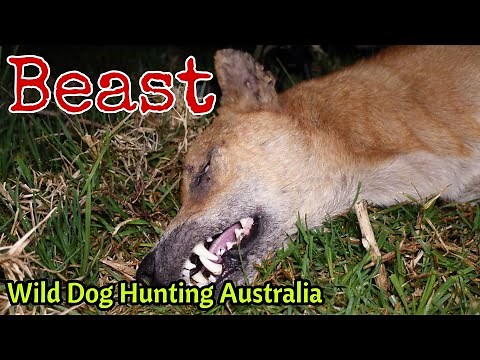 Largest Wild Dog I've SHOT || 308 Win Predator Control || Hunting with a Thermion 2 XP50