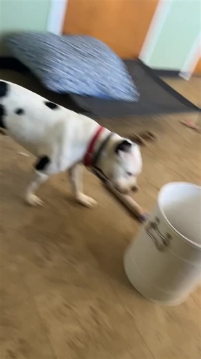 Juice is a lively, lovable pittie mix who's always ready for action!!! He might only have a few brain cells left (from always hitting his head on toy containers) but he’ll use them to please and play! He thrives on activity and structure, and he's happiest when he has both. While he's still working on his manners (he's a little too enthusiastic sometimes), he's smart, food-motivated, and learns quickly with consistent, positive guidance. #fyp #AdoptDontShop #chicago #pitty #ChicagoCanineRescue