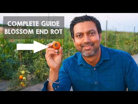 Reason Why Your Tomatoes are Rotting from Bottom and the FIX! Blossom End Rot