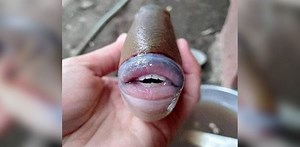 Man shares photos of 'creepy' triggerfish that has ‘human’ teeth and lips