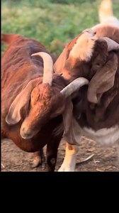 Crossbreeding Boer goats and Kalahari Red goats can produce strong, fast-growing offspring with great meat quality and adaptability. Here’s how to do it successfully: 1. Select Healthy Parents: Choose a purebred Boer buck and a purebred Kalahari doe (or vice versa) — both should be disease-free and mature. 2. Proper Feeding: Feed them with protein-rich diets like hay, legumes, and goat concentrate to ensure strength and fertility. 3. Mating Process: Keep the male and female together during the d