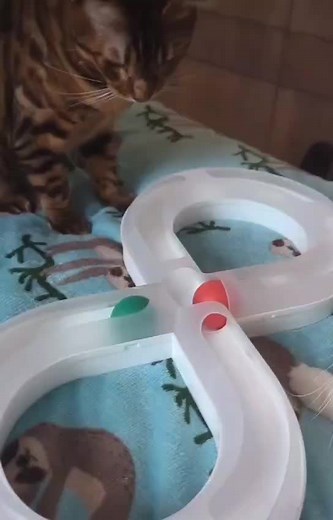 Chase, play, repeat - PawPlay brings non-stop fun to your pet’s day!🤪 . . Model📸: @coco._.mellow . . #cat #catsofinstagram #cats #catlover #catlife #catlovers #cats_of_world #instacat #catmemes #catloversclub #cats🐱 #catvideos #catlifestyle