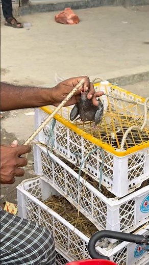 🕊️ Baby Pigeon Care | Step-by-Step Hand Feeding Tutorial for Beginners #educationalvideo