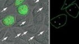 Targeting cancer cell by cell with "nanobubbles"