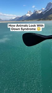 Animals With Down Syndrome Appearance
