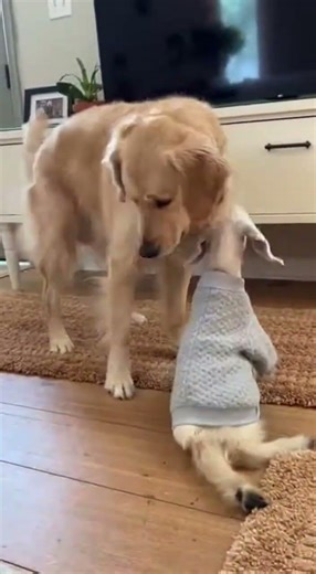 My Dog Brought a Baby Goat Home… I Was Not Ready 😳