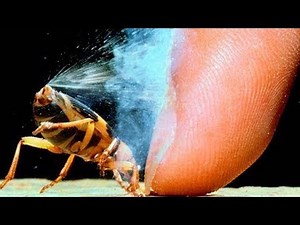 10 amazing animals with superpowers