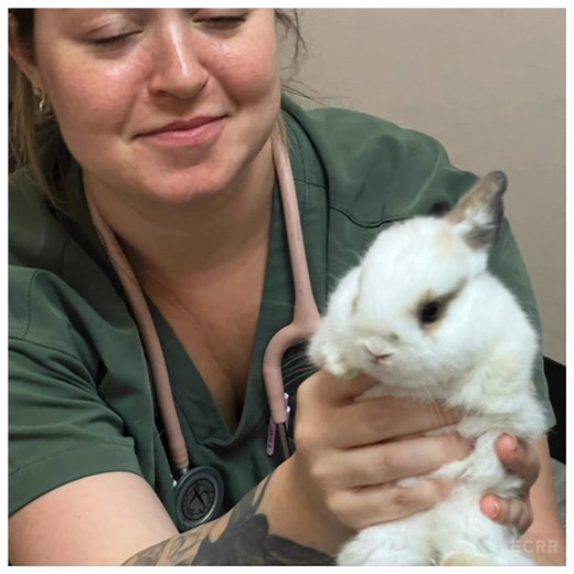 13K views · 864 reactions | Jellybean, you were a divine blessing in my life. I only had you one month and 11 days, but it felt like an eternity. You captured my heart in an instant. You were the most resilient baby I have ever laid eyes on. I will deeply cherish the memories we made. I will forever hold you in my heart. RIP sweetheart  * Jellybean aspirated pellets and despite all Dr. Pacumio efforts she did not resist  | East Coast Rabbit Rescue | Facebook