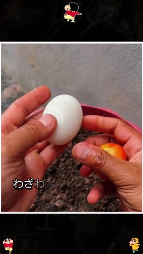 おすすめの植物と育て方ガイド