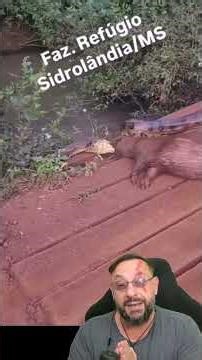 Giant anaconda catches giant capybara in MS #biologohenrique #animals #smartanimals #biologist