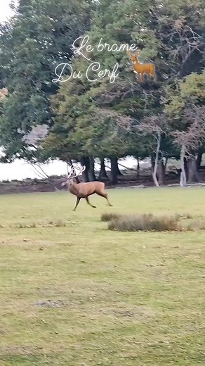Le brame du cerf 🦌 Ou quand sa majesté donne de la voix. 🌿 #cerf #brame #naturephotography #naturelovers #tourisme #voyages #places #voyageurs #earth #travel | Je vous emmène en Alsace