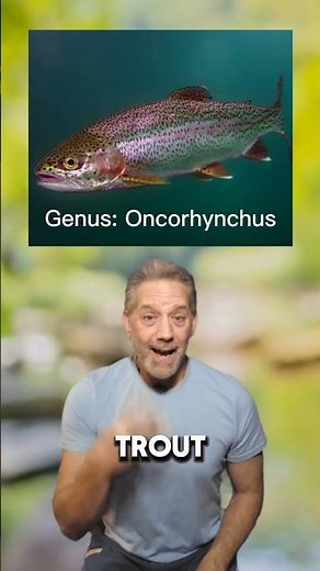 What is a trout?