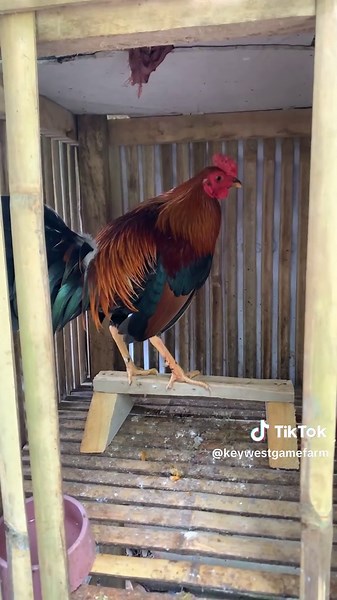 Backyard Chicken Breeding Tips with YLH x GBS