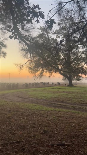 We are a 5-generation family farm. We have established a market to provide local goods for our customers. Several local farms are represented in our market, including Low Country Farms in Aynor, SC, Baxley Farms in Marion, SC, Milky Way Farms in Starr, SC, and more I’ll give a shout out to next! | Black Mingo Produce at Baxley Family Farms