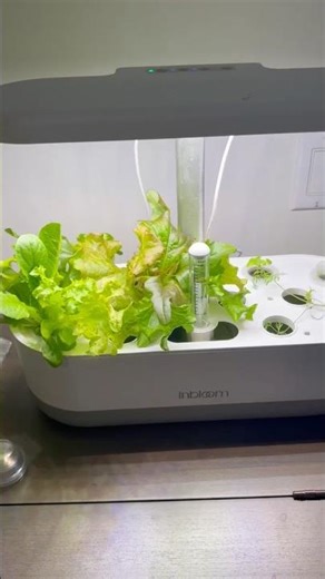 inBloom 12 Pods Hydroponics Review Video #amazoninfluencer #amazonreview #hydroponics