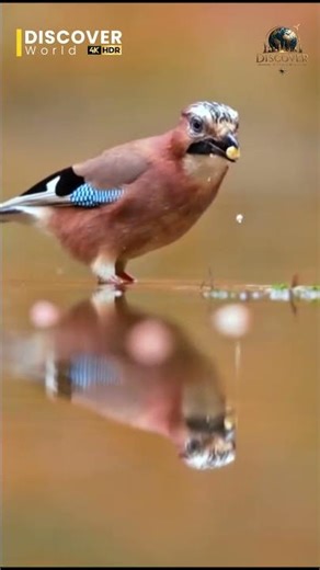 Red-Crested Cardinal 🐦❤️ | Beautiful Tropical Songbird | Discover World