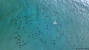 COOL! Check out this incredible video showing hundreds of blacktip sharks swimming off Singer Island this week! Some of them even breach the water! 🦈 MORE: https://tinyurl.com/5cxh9xc4 CREDIT: Paul Dabill Photography | FOX 35 Orlando