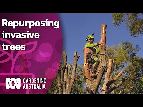 Repurposing an invasive tree species into nesting habitats | Discovery | Gardening Australia