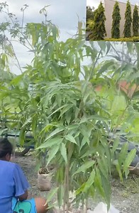 #ដើមក្រសោប​ (#Monoon_longifolium) 華ដើមក្រសោប...