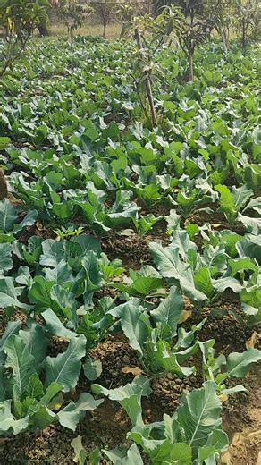 Healthy Cabbage Farming | Fresh Green Patta Gobhi Plants🌱#plants