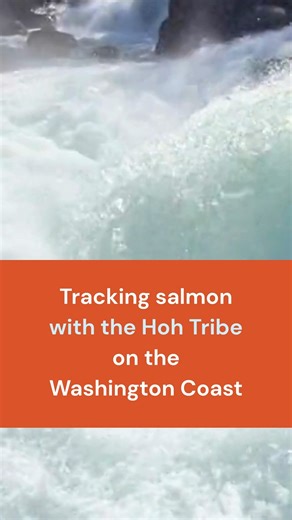 Wild Salmon Center on Instagram: "Salmon … with backpacks? On the Washington Coast this past summer, #HohTribe and @WildSalmonCenter scientists caught a few dozen Chinook salmon, sedating each to quickly attach a small acoustic device, or “backpack.” After waking up, the salmon went about their travels. But now, their precise location pings nearby telemetry devices—a network of which we’re helping to build across the Pacific. These data points help map where fish go, and when, in rivers like the