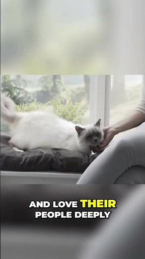 Discover the Enchanting Birman Cat Breed: Learn what they do #birmancat