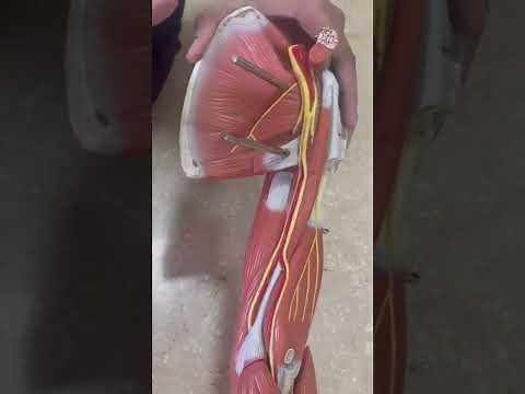 Anatomy | Upper Limb ( Model) | MD