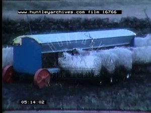 Sheep Farming in the Winter, 1960's - Film 16766