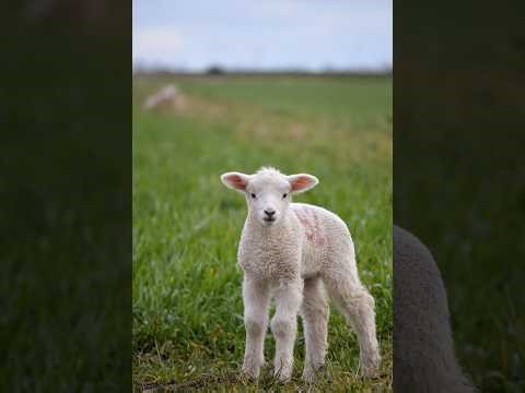 #aiavatar #speaktoinspire #asmr #prosperity Powerful Affirmation Prosperity Abundance peace