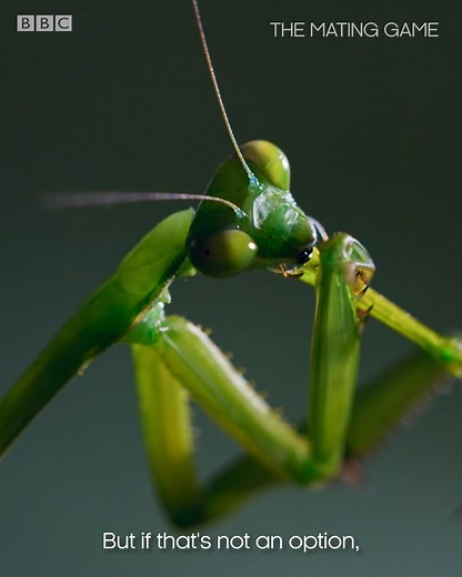 This brings a whole new meaning to head over heels in love – and this mantis, has completely lost his head. The female false garden mantis (Pseudomantis albofimbriata) consumes her partner’s head before they mate… From the beautiful to the bizarre, don’t miss nature’s greatest displays with #TheMatingGame. Find out more 👉 https://www.bbcearth.com/shows/the-mating-game | BBC Earth