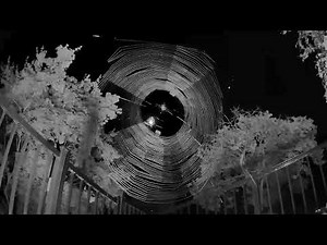 Orb-Weaver Spider Making web