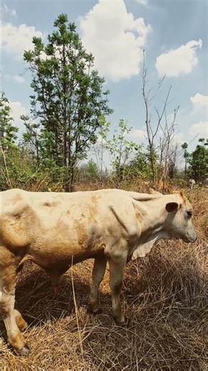 Raising Charolais cattle in a free-range system.